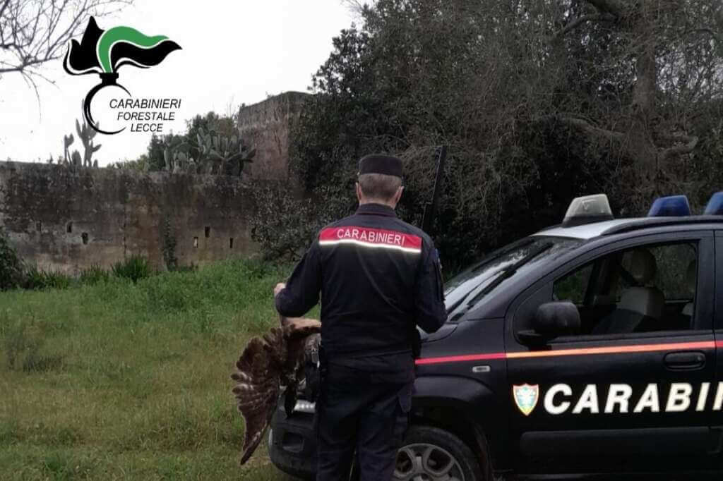 Galleria foto 'Lecce, uccide una poiana davanti ai carabinieri: denunciato un cacciatore' - foto 1