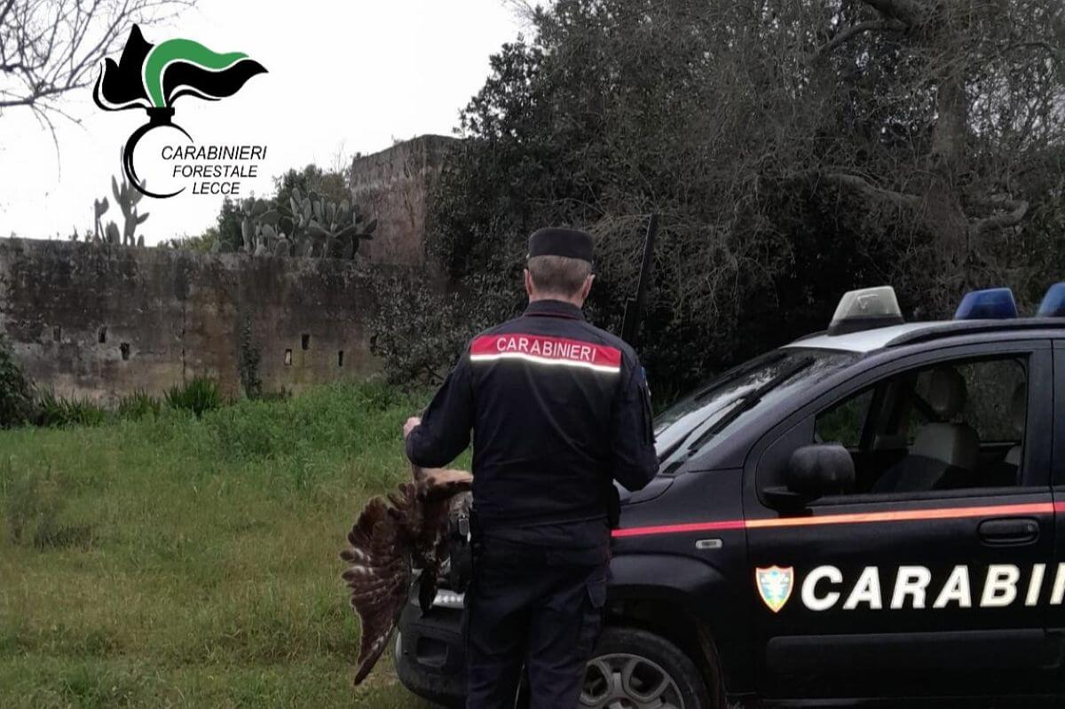 Lecce, uccide una poiana davanti ai carabinieri: denunciato un cacciatore Lecce, uccide una poiana davanti ai carabinieri: denunciato un cacciatore
