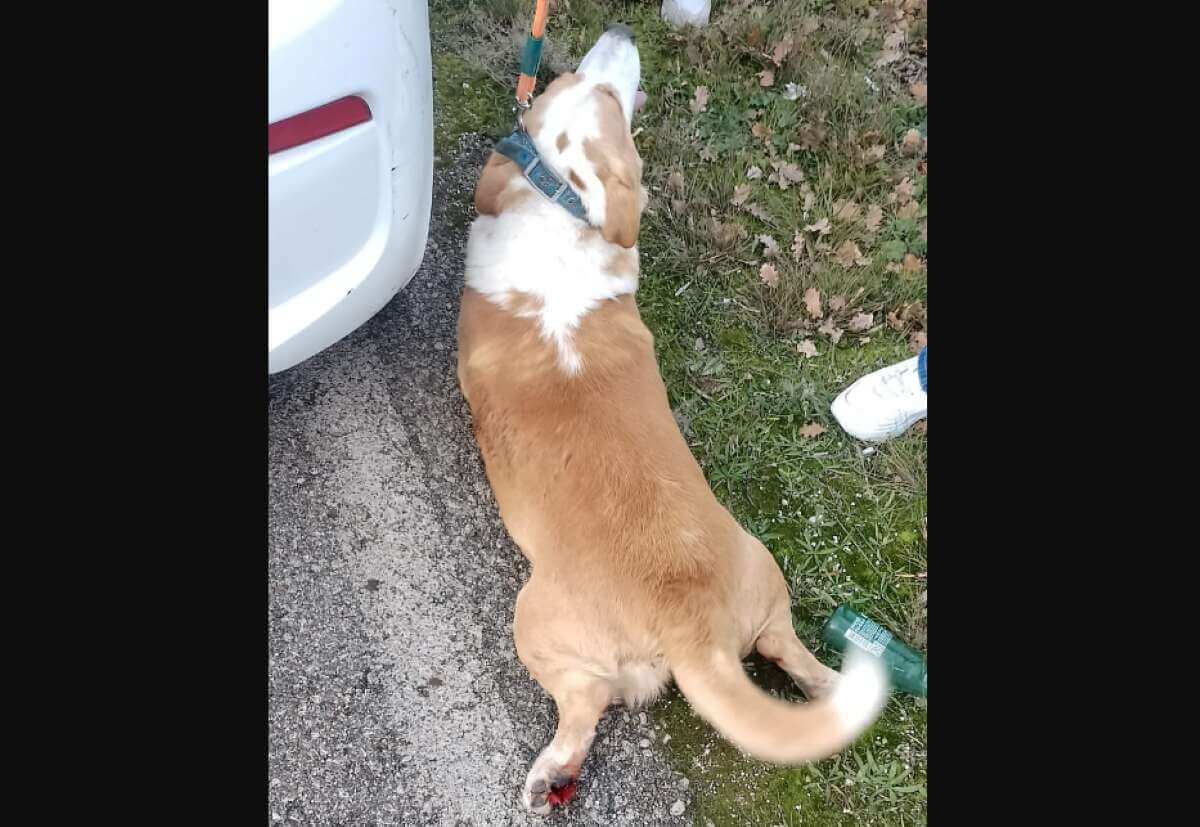 Cane legato e trascinato da auto nel Barese, padre e figlio a processo: LAV si costituisce parte civile
