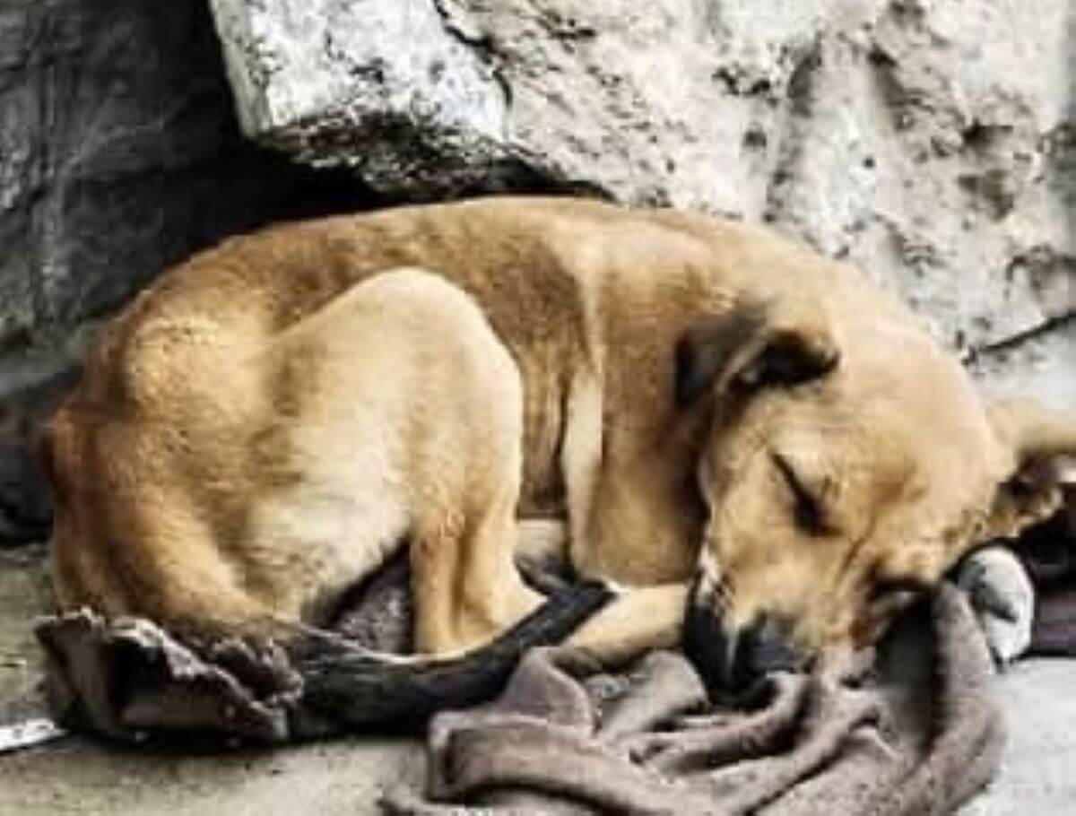 Orrore a Manfredonia, cuccioli uccisi e un gatto gettato nel Siponto: «Ferita alla comunità»