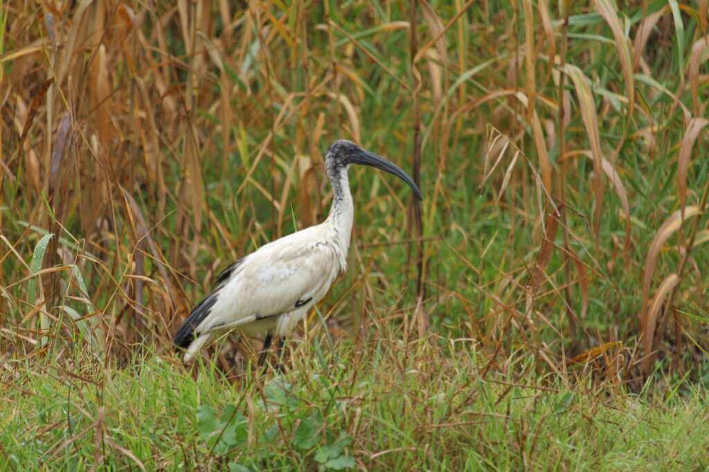 Galleria foto 'Allarme in Salento per l’uccello africano “ibis sacro”: la specie aliena avvistata a Baia Verde' - foto 1