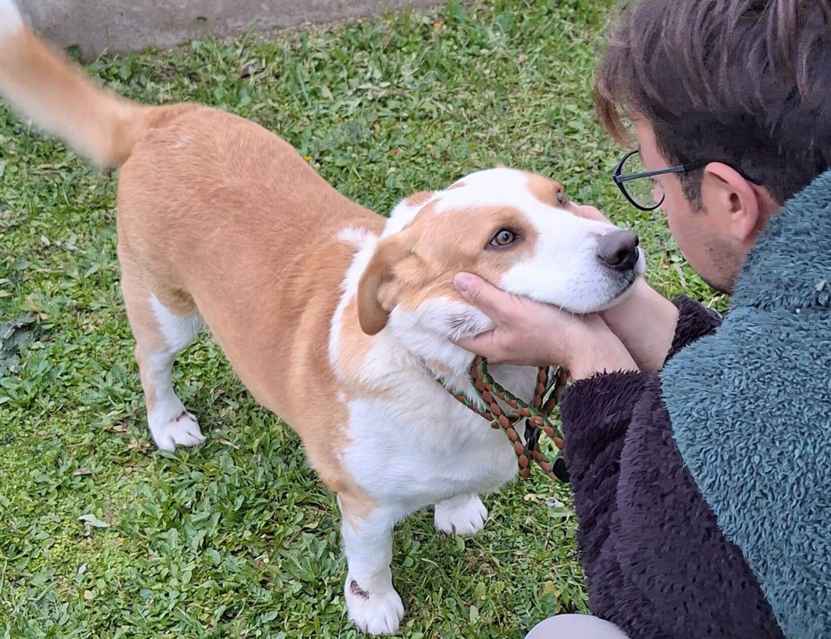Cane legato all’auto trascinato sulla provinciale: il Comune di Cassano si costituirà parte civile