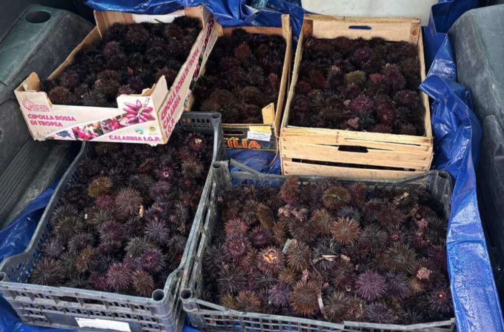 Galleria foto 'Bari, sequestrati circa mille ricci di mare: multato un pescatore di frodo' - foto 1