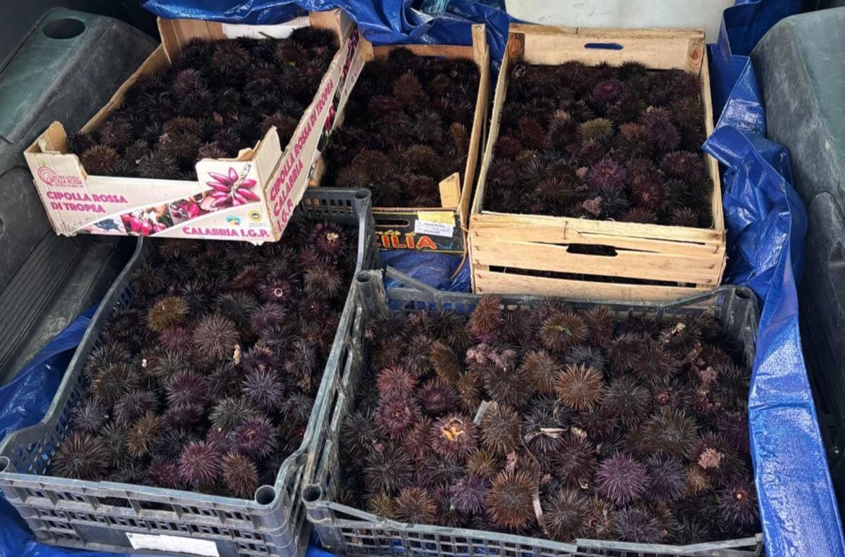 Bari, sequestrati circa mille ricci di mare: multato un pescatore di frodo Bari, sequestrati circa mille ricci di mare: multato un pescatore di frodo
