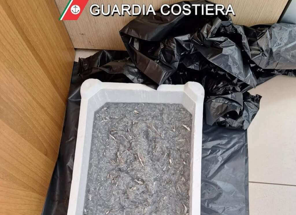 Galleria foto 'Sequestrata oltre mezza tonnellata di prodotto ittico non tracciabile in Puglia' - foto 4