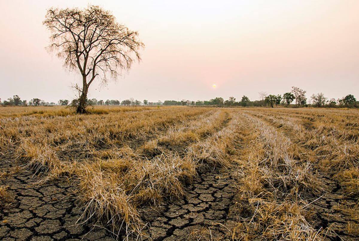 Siccità in Puglia, niente ristori a 178 Comuni: dagli agricoltori sos alla Regione
