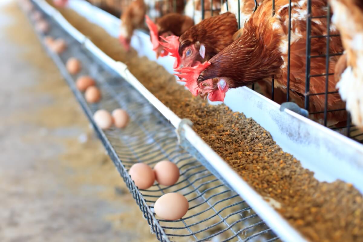 Uova “Formenti” ritirate dagli scaffali dei supermercati: rischio Salmonella Uova “Formenti” ritirate dagli scaffali dei supermercati: rischio Salmonella
