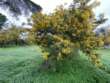 La “falsa primavera” in Puglia: con un mese d’anticipo già fioriti mandorli e mimose