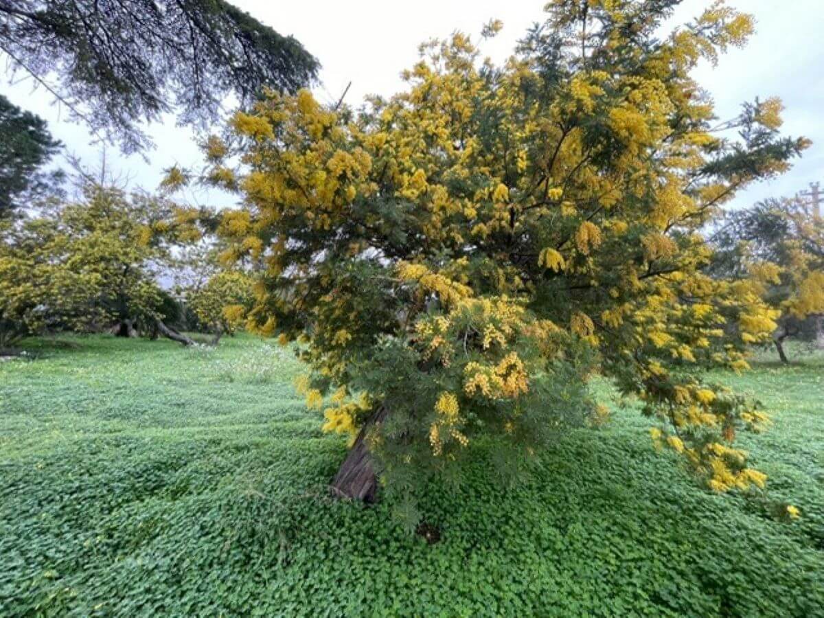 La “falsa primavera” in Puglia: con un mese d’anticipo già fioriti mandorli e mimose La “falsa primavera” in Puglia: con un mese d’anticipo già fioriti mandorli e mimose