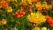 La calendula, dal mito nasce un fiore dalla mille proprietà