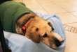 La psicologia degli animali e la gelosia dei cani