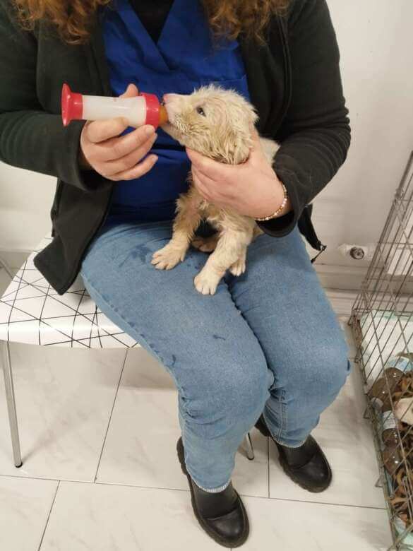 Galleria foto 'Rutigliano, recuperati 4 cuccioli intrappolati in un pozzo: «Salvati da una morte certa» – FOTO' - foto 3