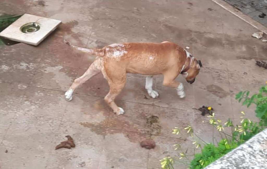 Galleria foto 'Surbo, cane ferito viveva tra le proprie feci in un giardino: una donna denunciata per maltrattamenti' - foto 4