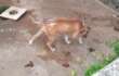 Surbo, cane ferito viveva tra le proprie feci in un giardino: una donna denunciata per maltrattamenti