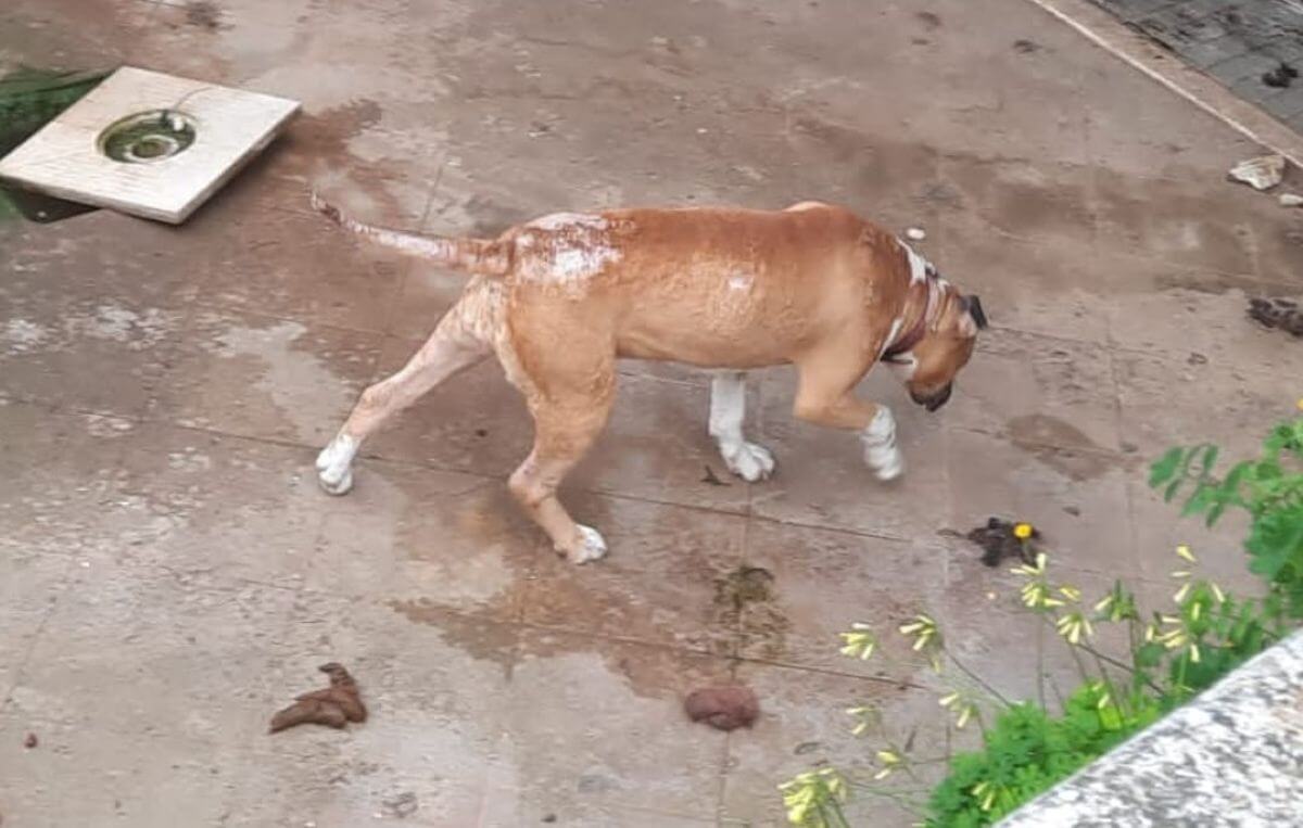 Surbo, cane ferito viveva tra le proprie feci in un giardino: una donna denunciata per maltrattamenti