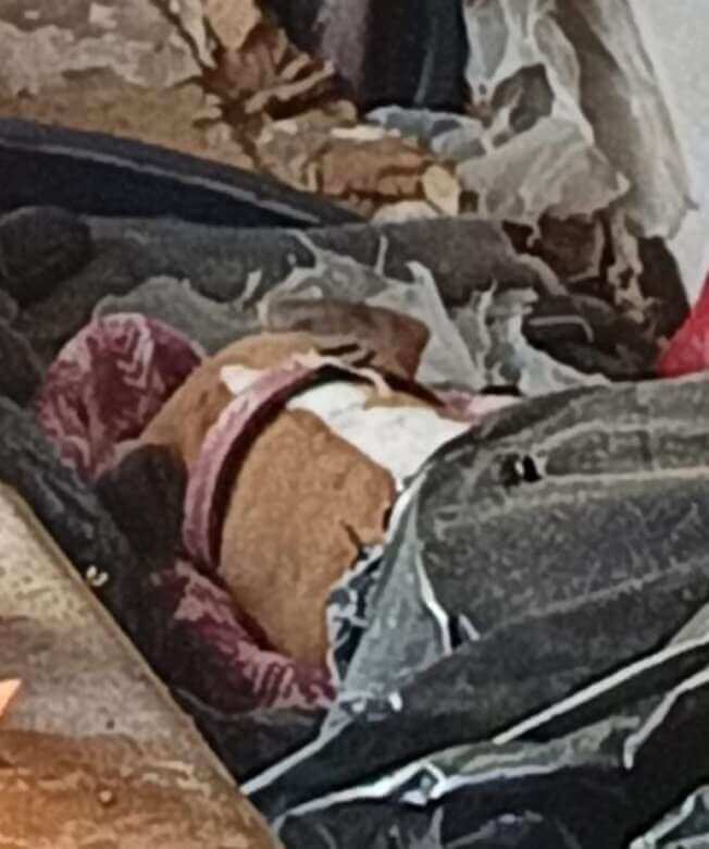 Galleria foto 'Surbo, cane ferito viveva tra le proprie feci in un giardino: una donna denunciata per maltrattamenti' - foto 2