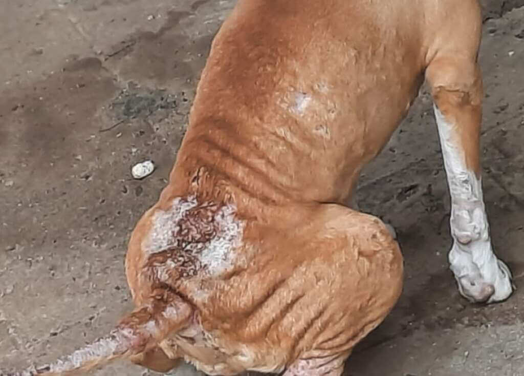 Galleria foto 'Surbo, cane ferito viveva tra le proprie feci in un giardino: una donna denunciata per maltrattamenti' - foto 1