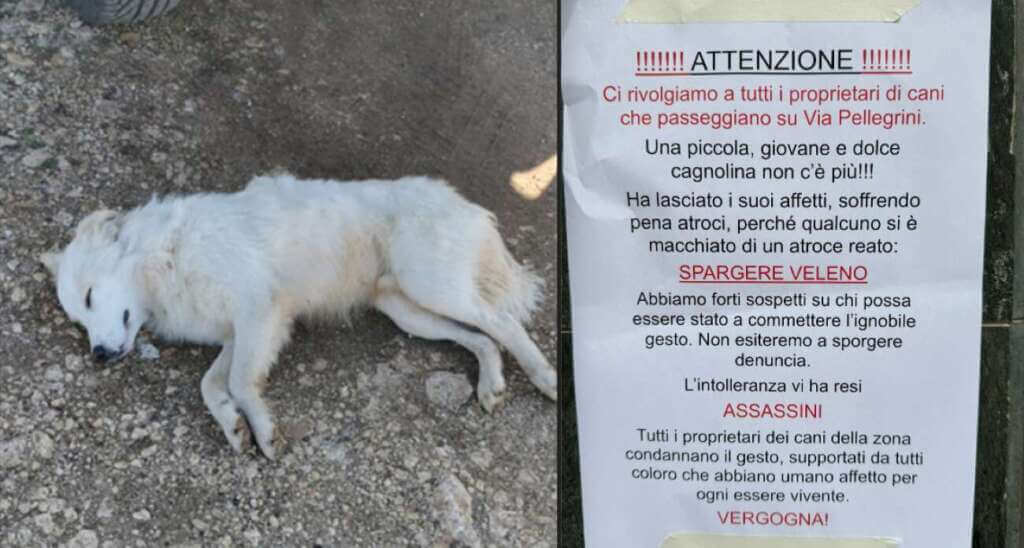 Galleria foto 'Cani avvelenati a Bari, il nuovo avviso in via Pellegrini: «L’intolleranza vi ha reso assassini»' - foto 1