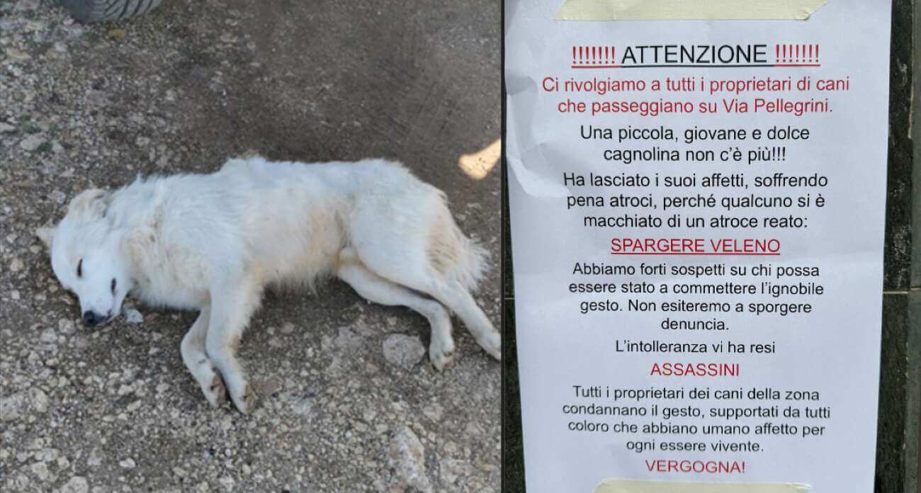 Cani avvelenati a Bari, il nuovo avviso in via Pellegrini: «L’intolleranza vi ha reso assassini» Cani avvelenati a Bari, il nuovo avviso in via Pellegrini: «L’intolleranza vi ha reso assassini»