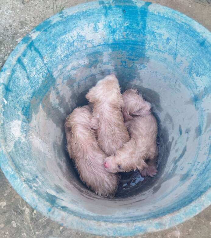Galleria foto 'Rutigliano, recuperati 4 cuccioli intrappolati in un pozzo: «Salvati da una morte certa» – FOTO' - foto 1
