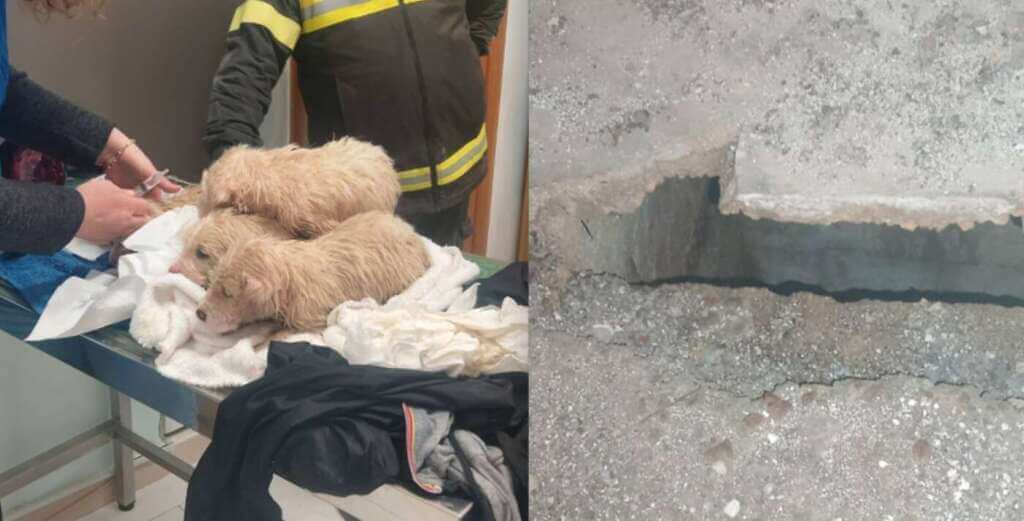 Galleria foto 'Rutigliano, recuperati 4 cuccioli intrappolati in un pozzo: «Salvati da una morte certa» – FOTO' - foto 4