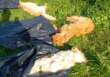 Orrore a San Ferdinando di Puglia: trovate carcasse di cani uccisi nella campagne