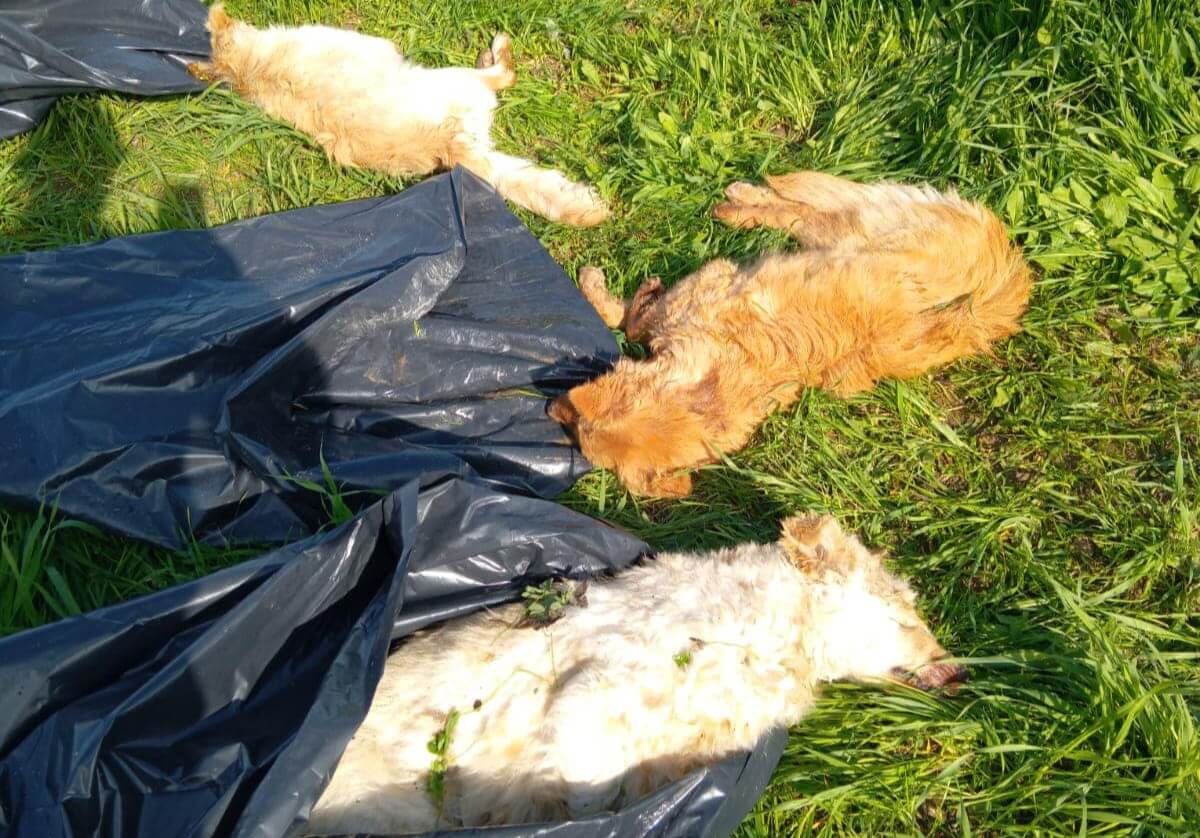 Orrore a San Ferdinando di Puglia: trovate carcasse di cani uccisi nella campagne Orrore a San Ferdinando di Puglia: trovate carcasse di cani uccisi nella campagne