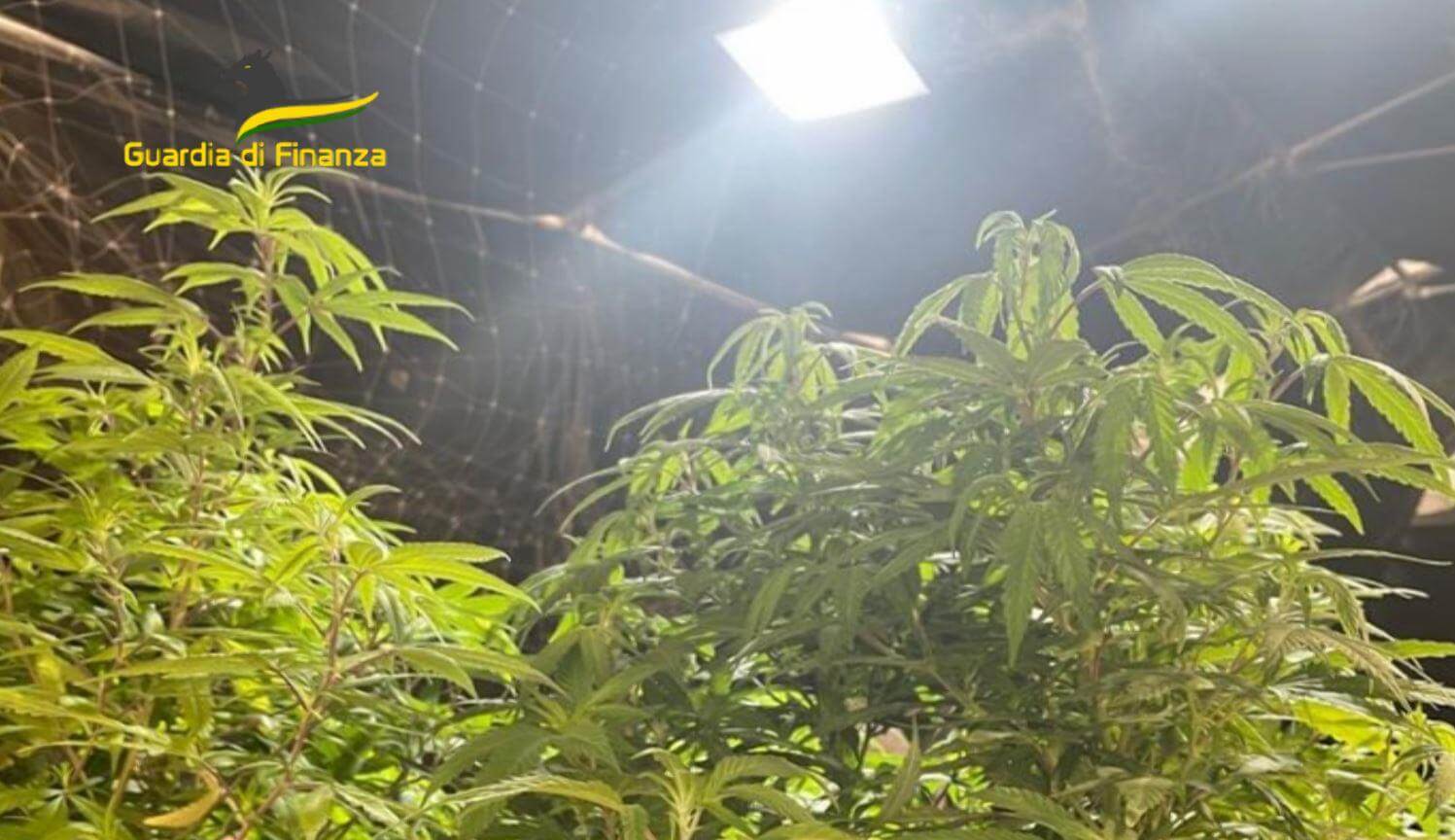 Monopoli, producevano droga e la vendevano online: sequestrati 610 chili di marijuana – VIDEO Monopoli, producevano droga e la vendevano online: sequestrati 610 chili di marijuana – VIDEO