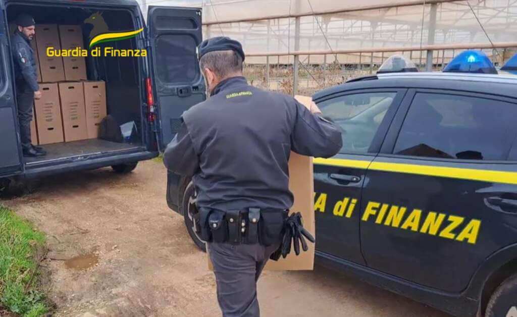 Monopoli, producevano droga e la vendevano online: sequestrati 610 chili di marijuana – VIDEO Monopoli, producevano droga e la vendevano online: sequestrati 610 chili di marijuana – VIDEO