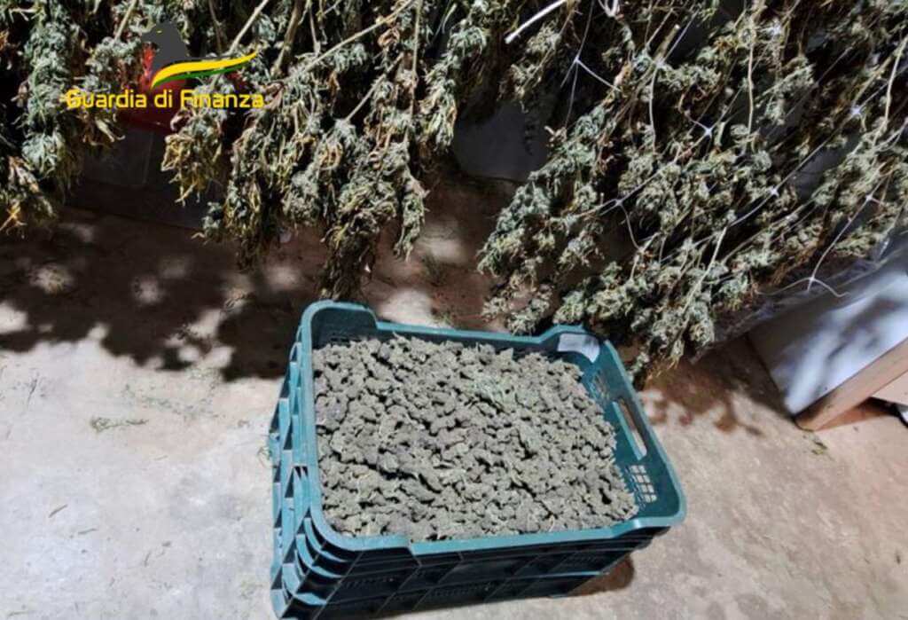 Monopoli, producevano droga e la vendevano online: sequestrati 610 chili di marijuana – VIDEO Monopoli, producevano droga e la vendevano online: sequestrati 610 chili di marijuana – VIDEO