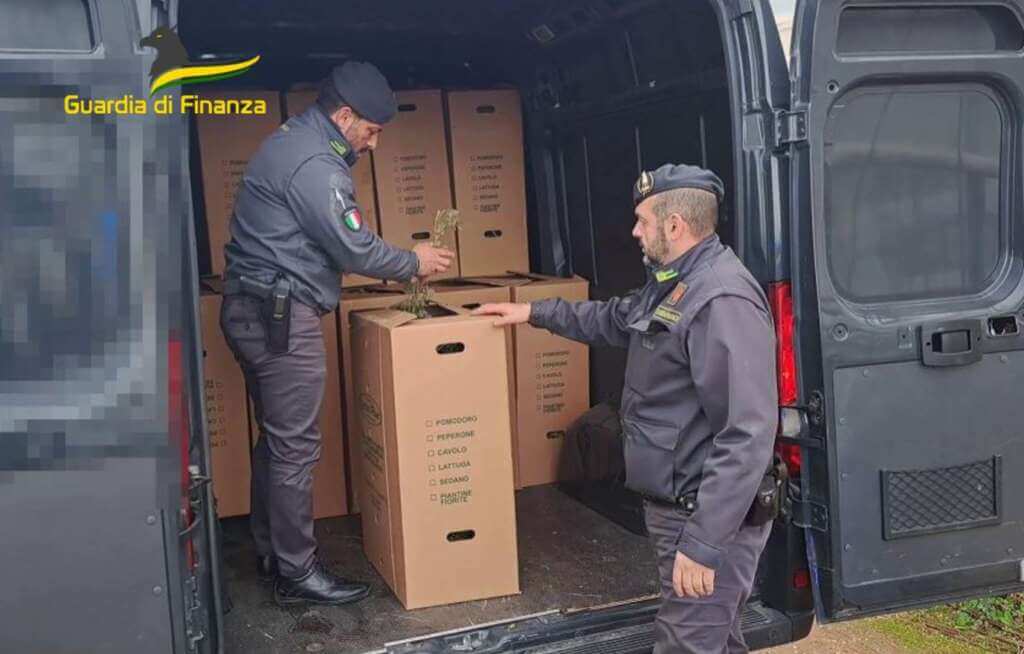 Monopoli, producevano droga e la vendevano online: sequestrati 610 chili di marijuana – VIDEO Monopoli, producevano droga e la vendevano online: sequestrati 610 chili di marijuana – VIDEO