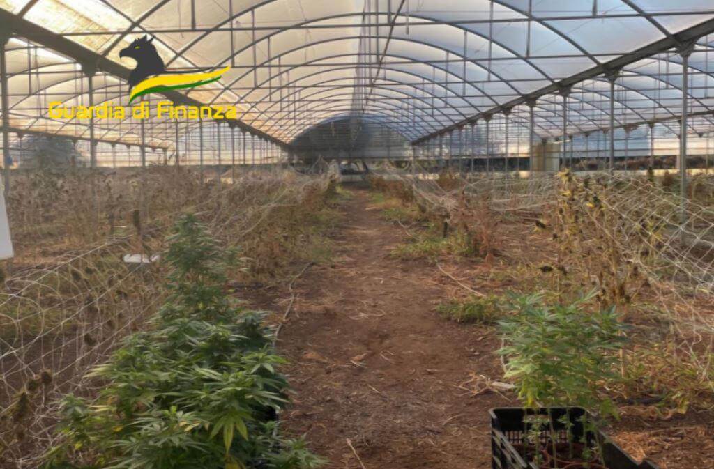 Monopoli, producevano droga e la vendevano online: sequestrati 610 chili di marijuana – VIDEO Monopoli, producevano droga e la vendevano online: sequestrati 610 chili di marijuana – VIDEO