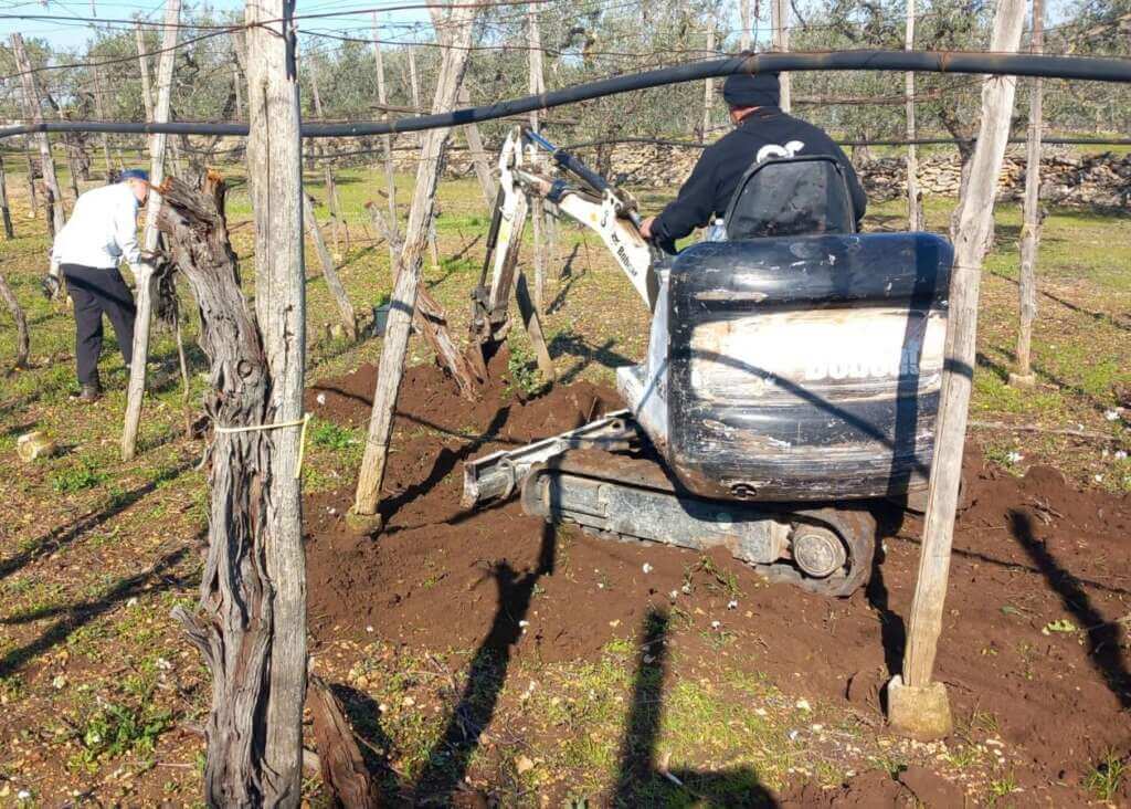 Galleria foto 'Xylella, via all’eradicazione di mandorli e vigneti nel Barese: «Provvedimento drastico ma necessario»' - foto 1