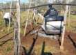 Xylella, via all’eradicazione di mandorli e vigneti nel Barese: «Provvedimento drastico ma necessario»