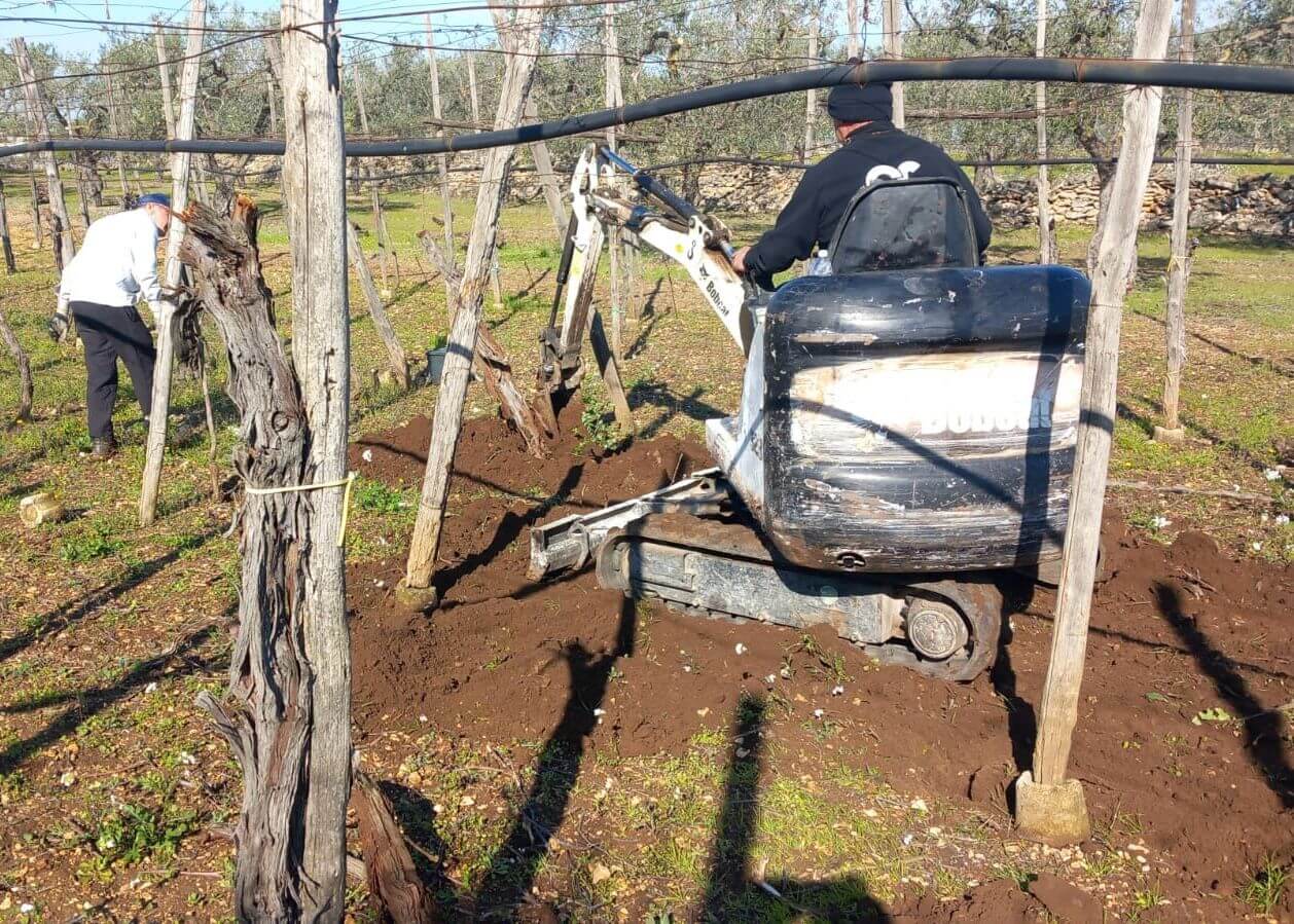 Xylella, via all’eradicazione di mandorli e vigneti nel Barese: «Provvedimento drastico ma necessario» Xylella, via all’eradicazione di mandorli e vigneti nel Barese: «Provvedimento drastico ma necessario»