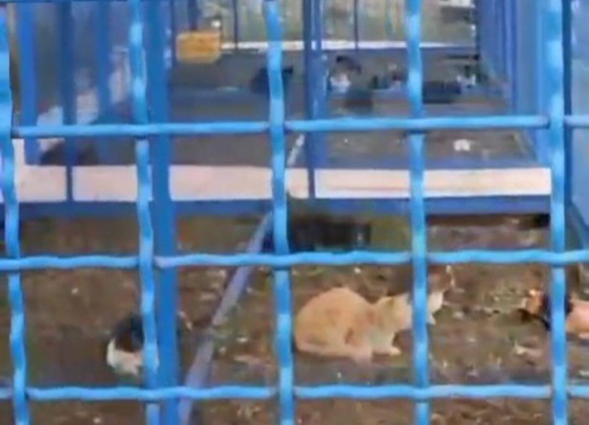 Foggia, gatti liberi rinchiusi in due gabbioni: «È maltrattamento». Esposto degli animalisti – VIDEO