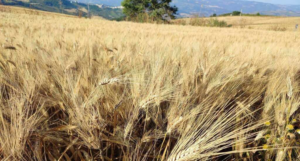 Galleria foto 'Puglia, in tre anni di guerra in Ucraina calano le esportazioni: agricoltori i più colpiti' - foto 1