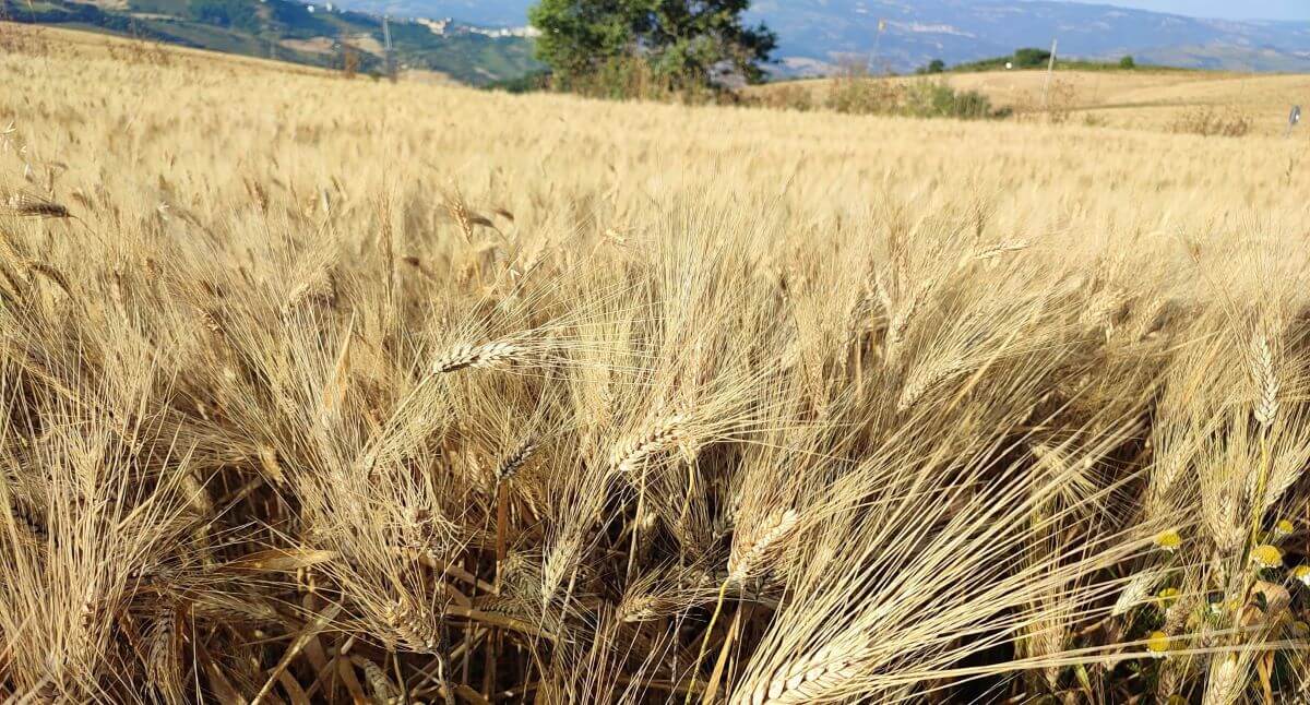 Puglia, in tre anni di guerra in Ucraina calano le esportazioni: agricoltori i più colpiti Puglia, in tre anni di guerra in Ucraina calano le esportazioni: agricoltori i più colpiti