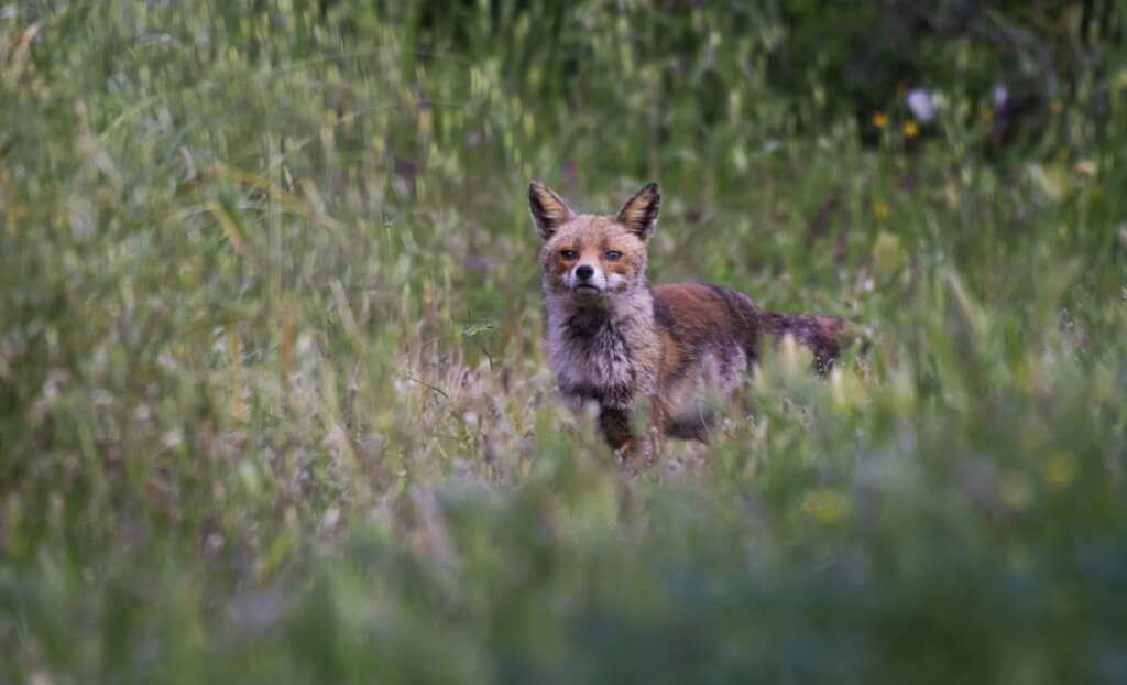 Galleria foto 'Bari, monitoraggio faunistico di Lama Balice: «Testimonia la salute del nostro ambiente» – FOTO' - foto 3