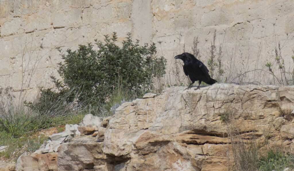 Galleria foto 'Bari, monitoraggio faunistico di Lama Balice: «Testimonia la salute del nostro ambiente» – FOTO' - foto 2