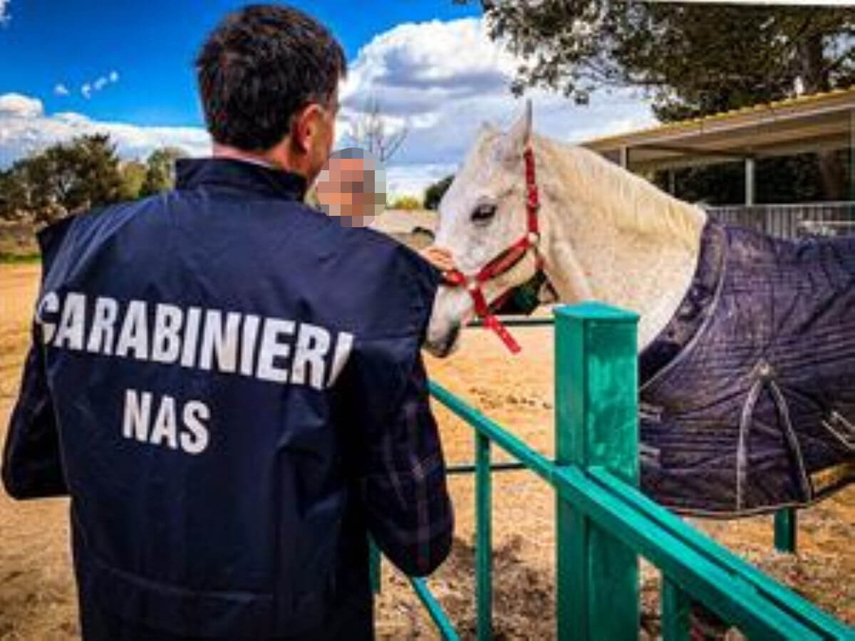 Cavalli acquistati a Perugia e macellati clandestinamente in Puglia: 6 persone nei guai