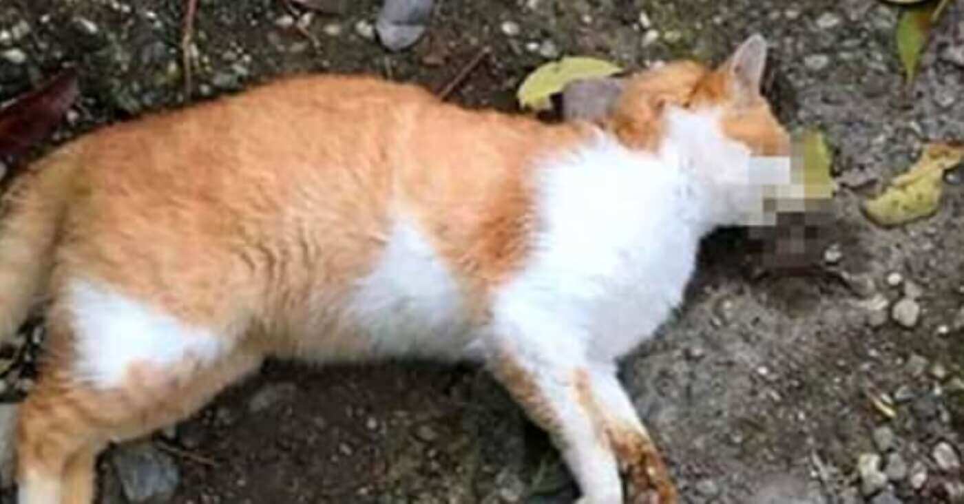 Strage di gatti a Carmiano, si sospetta un avvelenamento con erbicida: 13 morti e 7 feriti Strage di gatti a Carmiano, si sospetta un avvelenamento con erbicida: 13 morti e 7 feriti