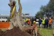 Bari, in aeroporto arrivano 36 alberi monumentali: «Simbolo di un futuro più verde»