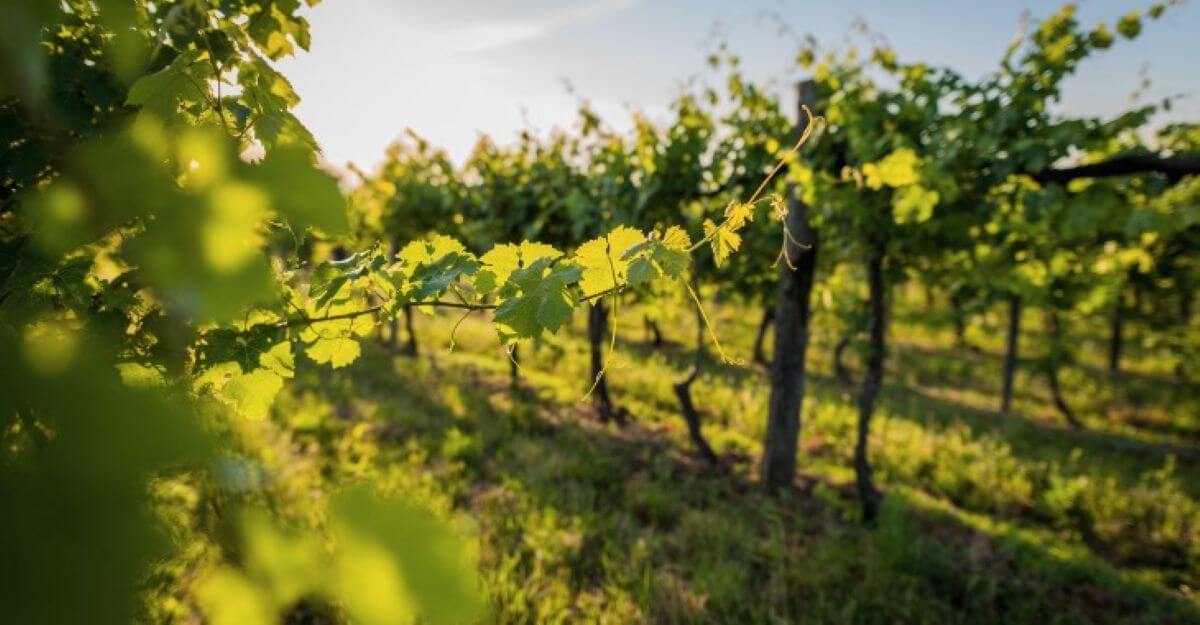 La Puglia tutela i suoi vigneti “eroici e storici”: «Un patrimonio millenario da difendere» La Puglia tutela i suoi vigneti “eroici e storici”: «Un patrimonio millenario da difendere»