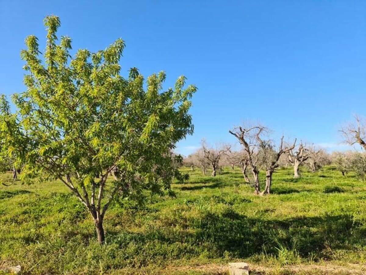 Xylella, a Minervino Murge un solo caso: esito negativo per gli ottomila campioni prelevati Xylella, a Minervino Murge un solo caso: esito negativo per gli ottomila campioni prelevati