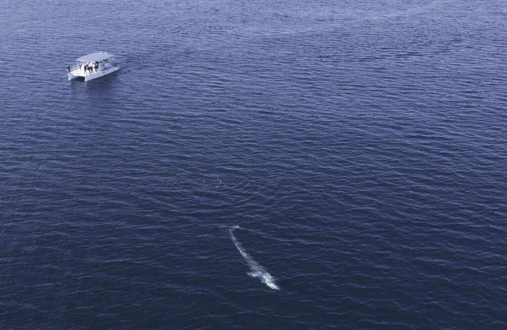 Taranto, torna la balenottera comune nel Golfo: dopo 16 anni un nuovo avvistamento – FOTO e VIDEO