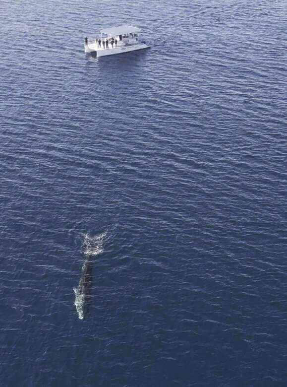 Taranto, torna la balenottera comune nel Golfo: dopo 16 anni un nuovo avvistamento – FOTO e VIDEO