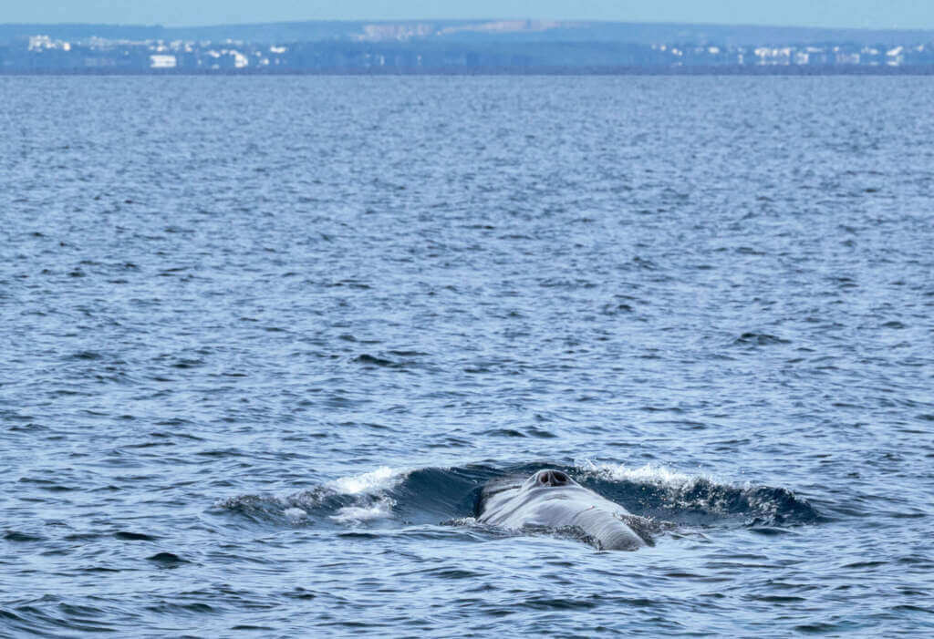 Taranto, torna la balenottera comune nel Golfo: dopo 16 anni un nuovo avvistamento – FOTO e VIDEO