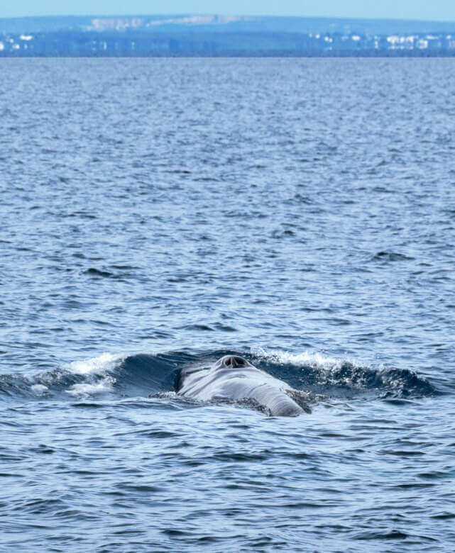 Taranto, torna la balenottera comune nel Golfo: dopo 16 anni un nuovo avvistamento – FOTO e VIDEO