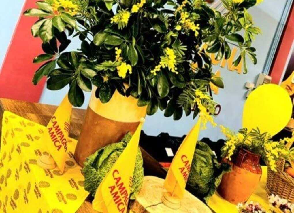 8 marzo, mimose in dono da 5 pugliesi su 10: in alternativa rose, primule e ranuncoli gialli 8 marzo, mimose in dono da 5 pugliesi su 10: in alternativa rose, primule e ranuncoli gialli
